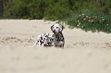 DALMATIEN 254